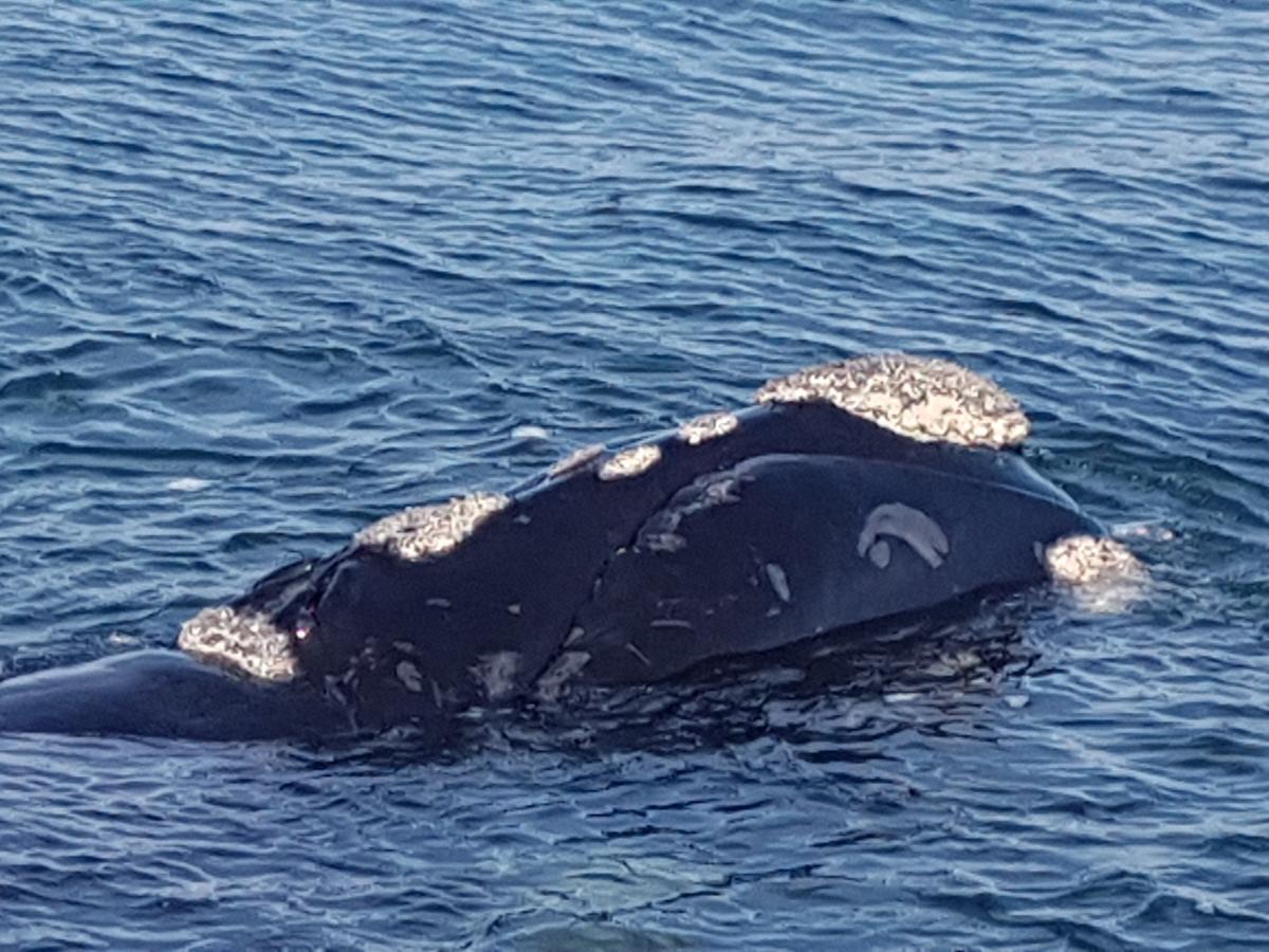 Amazing Grace B&B Gansbaai Bagian luar foto